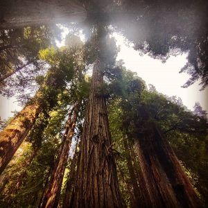 Reasons to Travel - Redwood Forest