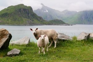 Conscious Travel - Sheep